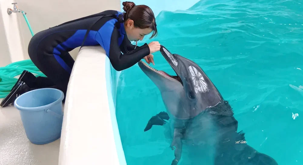 ノアドルフィンドームのイルカと飼育員