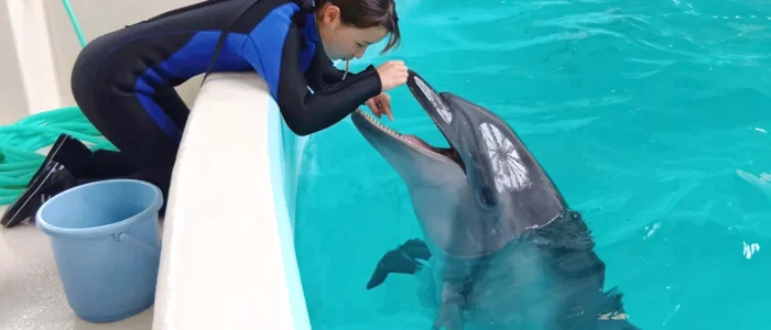 ノアドルフィンドームのイルカと飼育員