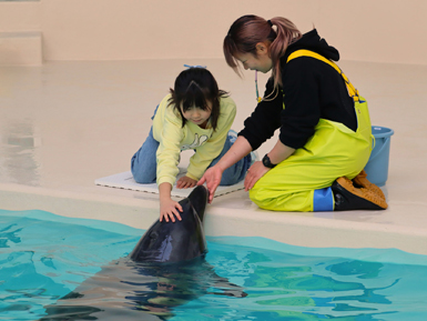 Feed a dolphin