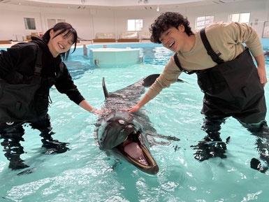 Play with dolphin in shallows