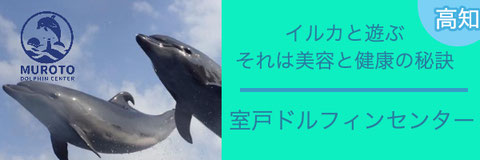 イルカと遊ぶ。それは美容と健康の秘訣。室戸ドルフィンセンター